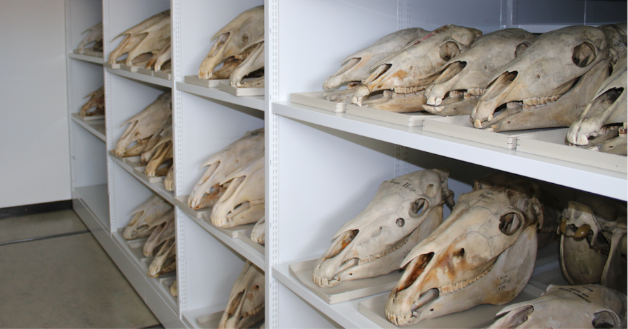 Collection of horse skulls Vienna